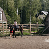 Конная прогулка  в Чите. Подарочные сертификаты Ultra Подарки. Купить оригинальный подарок или подарочный сертификат на Конная прогулка  в Чите. Сервис UltraPodarki.ru 8-800-505-9530. Катание на лошадях, Прогулка на лошади, Прогулка на лошадях для двоих, Конная прогулка , конный клуб, Конный клуб, конная прогулка, конная прогулка в Чите